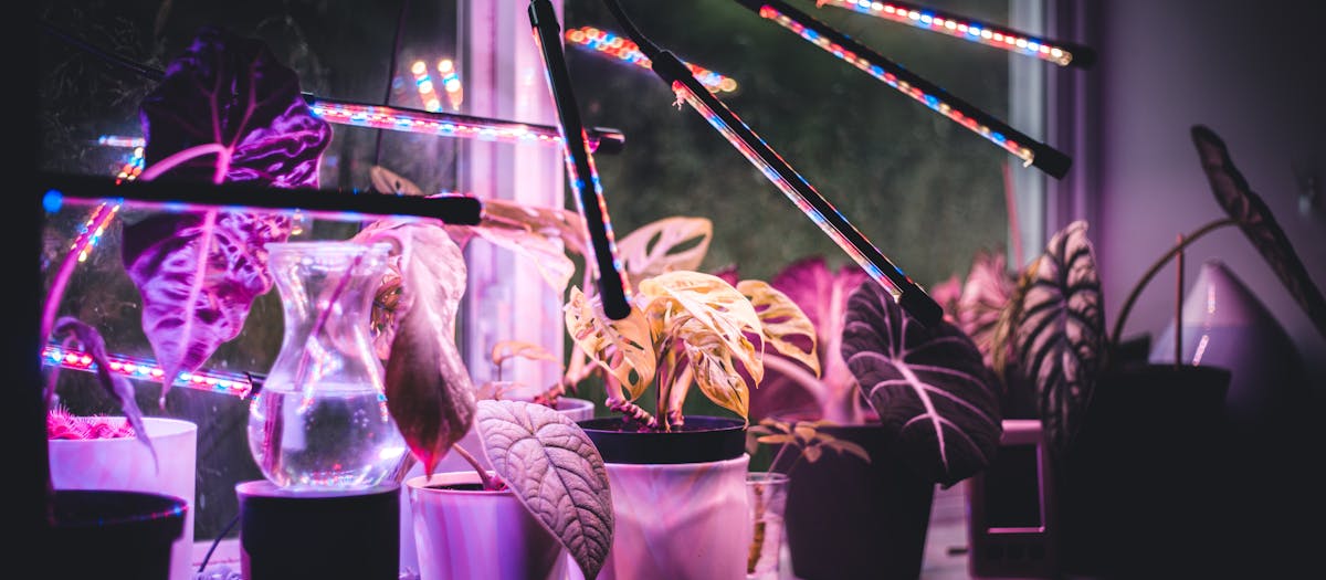 A colorful display of potted plants illuminated by LED grow lights on a windowsill.