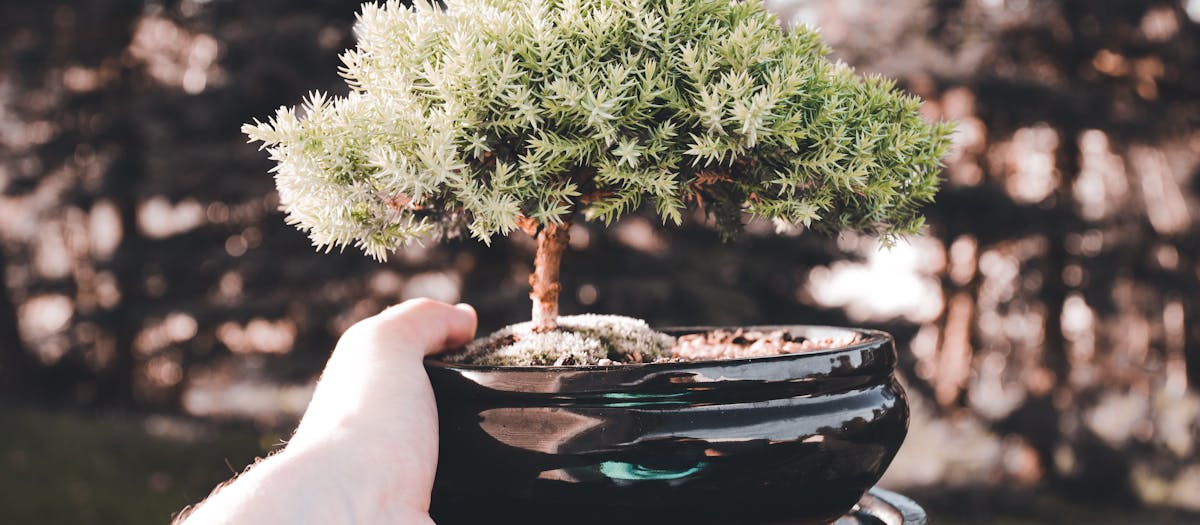 Hand holding a lush green bonsai tree in a black pot against a blurred natural background.