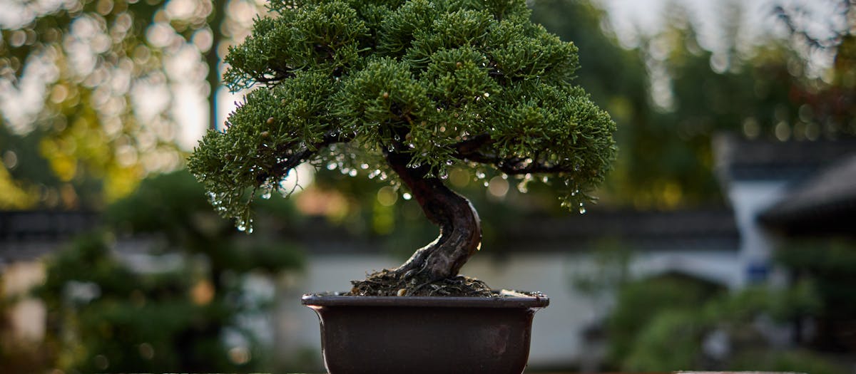 Close-up of a bonsai tree adorned with raindrops in a tranquil outdoor setting.