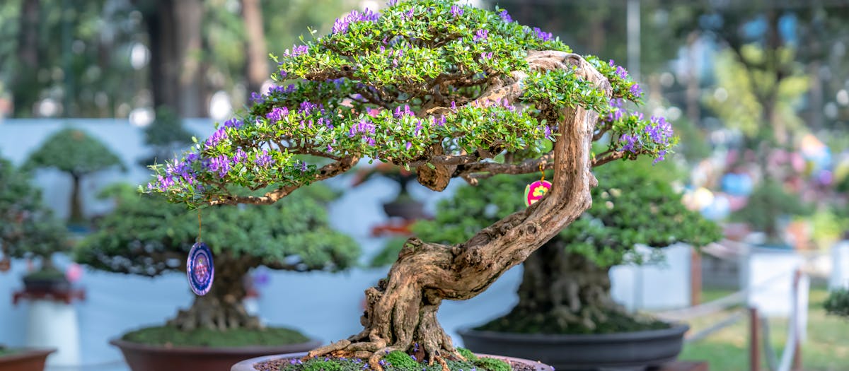 A stunning bonsai tree with purple blossoms in an outdoor garden exhibition.