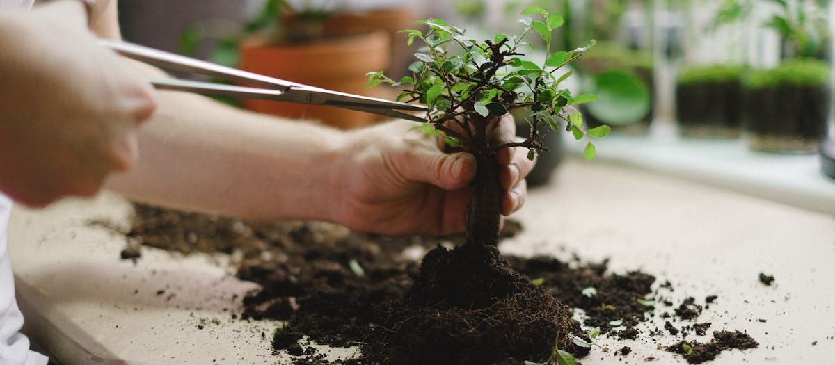 Close-up of hands transplanting a bonsai tree. Indoor gardening activity with soil and tools.